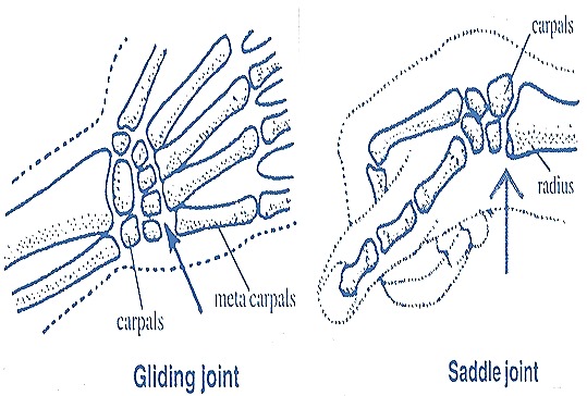 What is a saddle joint?